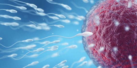 Hvor meget sperm skal der til for at blive gravid?