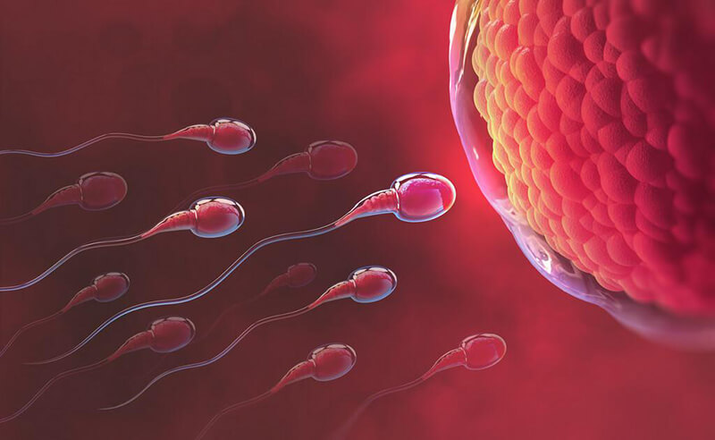 Kan man blive gravid, når man har menstruation?